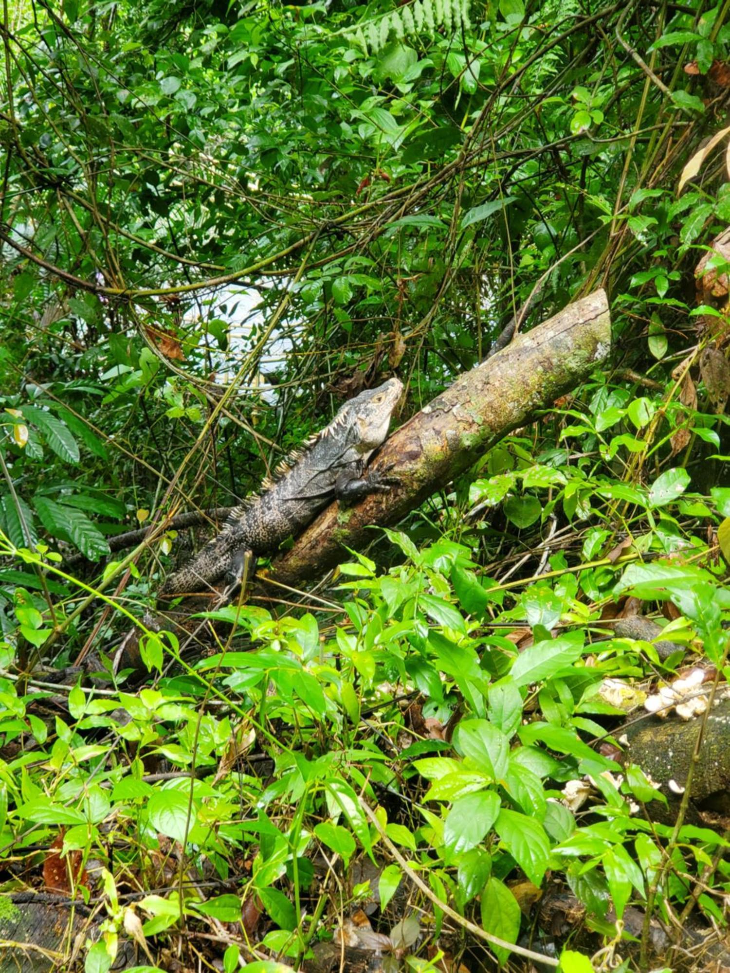 Hotel Villa Prats Manuel Antonio Eksteriør billede